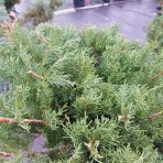 Borievka prostredná (Juniperus x Media) ´PFITZERIANA AUREA´- výška 60-80 cm, kont. C90L - BONSAJ - DECO MISA